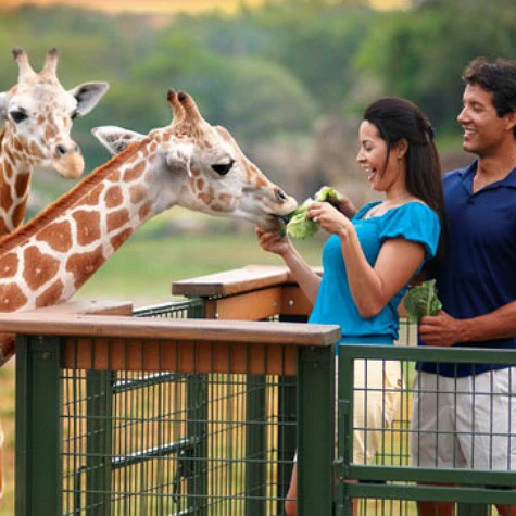 Ingresso Serengeti Safari Tour Busch Gardens – Mais Informações, Consulte Detalhes do Item – ADULTO ou CRIANÇA (a partir de 5 anos) – Data de Utilização 15/02/2024